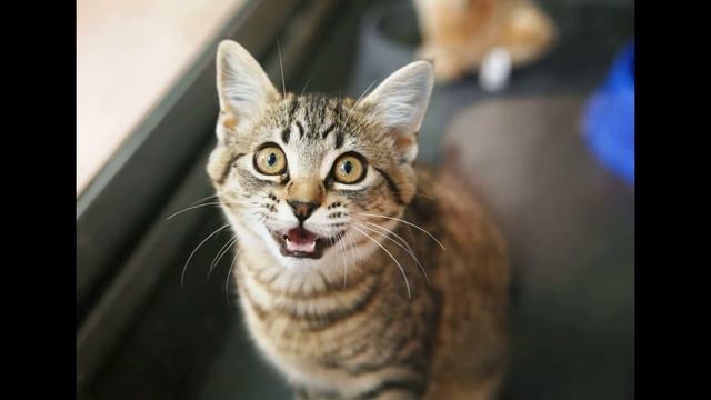 МЯУКАНЬЕ КОТА.ВАША КОШКА СОЙДЕТ С УМА. смотреть онлайн