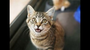 МЯУКАНЬЕ КОТА.ВАША КОШКА СОЙДЕТ С УМА.