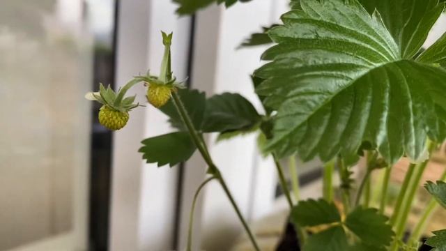 Клубника и земляника в мае на балконе! Клубника завязывает ягодки! Надеемся на урожай! смотреть онлайн