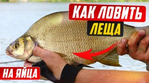 Лещ на яйца, на кольцо. Как ловить леща