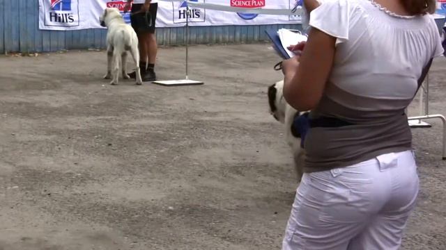 Моно среднеазиатских овчарок "Созвездие Альфа - 2012" смотреть онлайн