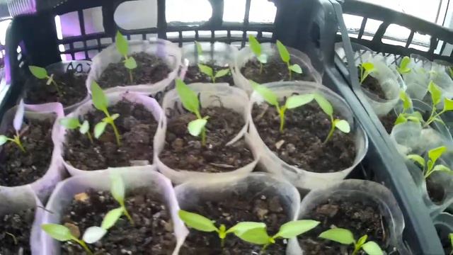 Моя рассада на 24 февраля.My seedlings are on the 24th of February. смотреть онлайн