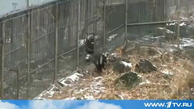 Ульяновский школьник прокомментировал отношения тигра Амура и козла Тимура смотреть онлайн