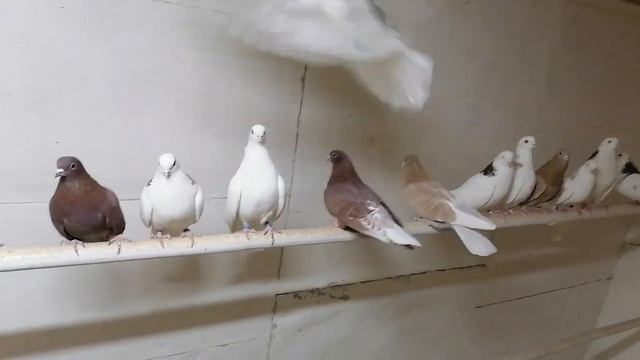 Ижевские высоколётные. Продажа. +79057969350 смотреть онлайн