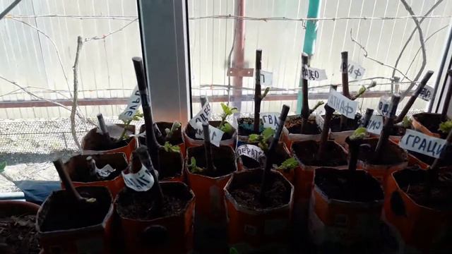 Мой кильчеватор, результаты укоренения черенков винограда, ч.2 смотреть онлайн