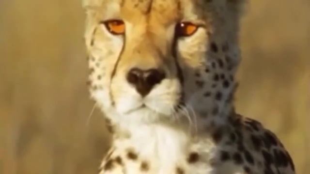 Лев на охоте Львиный прайд атакует Дикая природа Хищники в деле Дикая Африка Бегемот напал смотреть онлайн