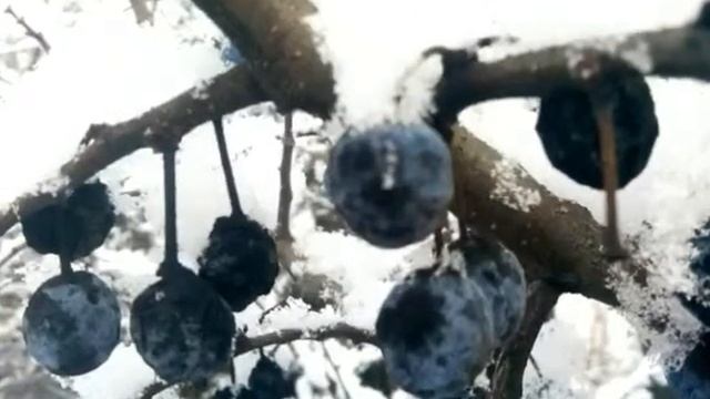 Первый снег. Красивые зимние фотографии. Слайд шоу))) смотреть онлайн