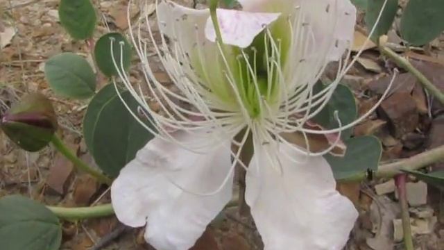 Каперсы крымские дикорастущие смотреть онлайн