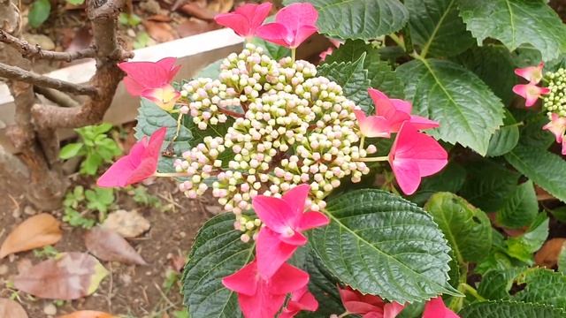 Гортензии и гербера в саду. Начало июня 2022 смотреть онлайн