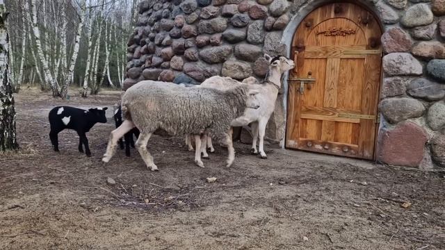 А хотели просто ухи наварить...Индюшка будет выращивать не только индюшат, но и цыплят бройлеров. смотреть онлайн