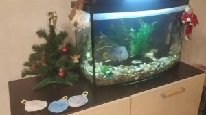 Влог перед Новым годом) 29 и 30 декабря ?