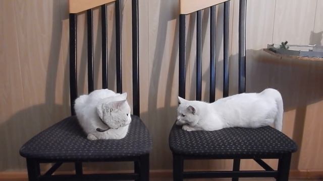 Любовные свидания у кошечек.Как это происходит смотреть онлайн