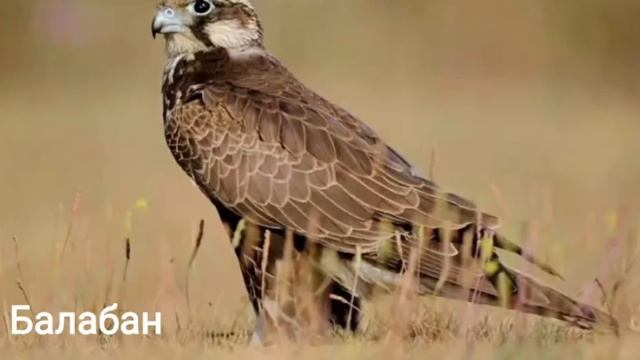 Флора и фауна Нарынской области смотреть онлайн