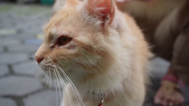 Cat Comes Home With Camera Collar - When They See The Footage, They Call The Police смотреть онлайн
