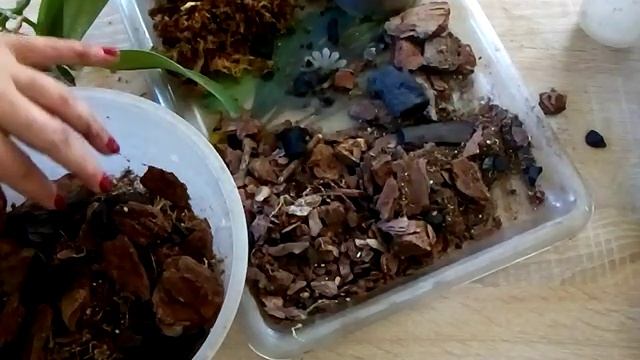 Посадка орхидеи Сого юкидан смотреть онлайн