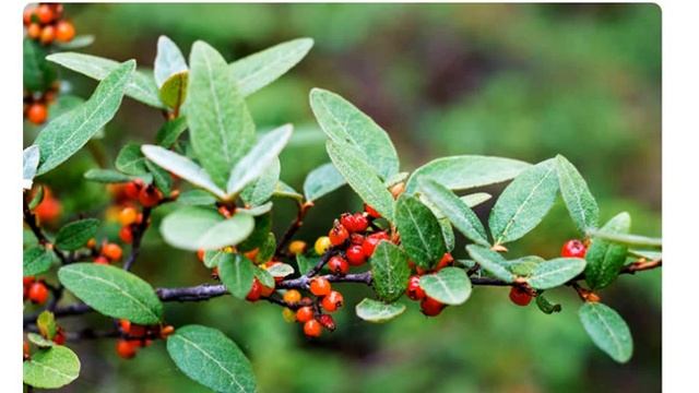 Шефердия канадская (shepherdia Canadensis)