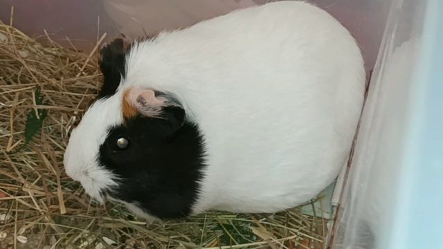 МОРСКАЯ СВИНКА НЮША смотреть онлайн