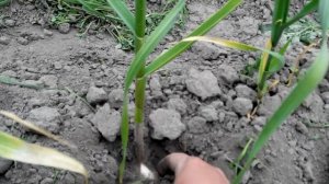 Обзор китайского чеснока купленного в супермаркете и посаженного в условиях Черниговской обл.