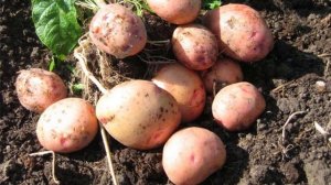 Обзор характеристик и описание картофеля сорта Жуковский ранний