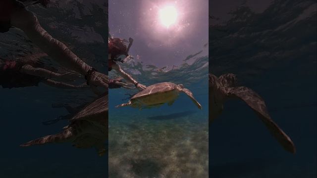 ЧЕРЕПАХА В КРАСНОМ МОРЕ ЕГИПЕТ МАРСА АЛАМ смотреть онлайн