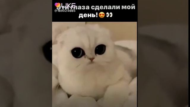 Очень большие глаза!!! смотреть онлайн