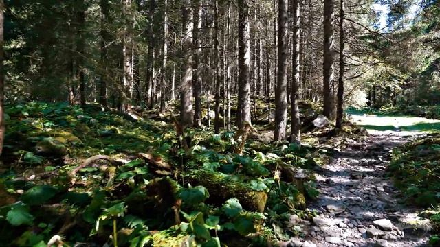 RELAXING 4K Walking In National Park Hohe Tauern, NATURE SOUNDS, Birds Song, Water Sounds, Relax:)