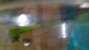 Беременная рыбка гуппи