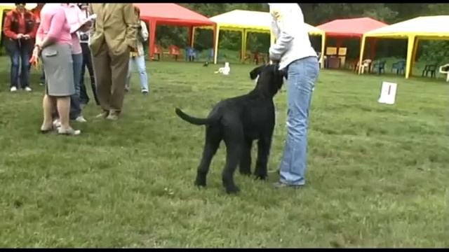 DogStatus.ru: День ризеншнауцера-2010 смотреть онлайн