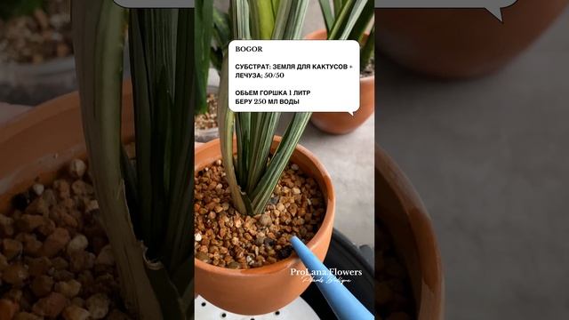 Полив Сансевиерий