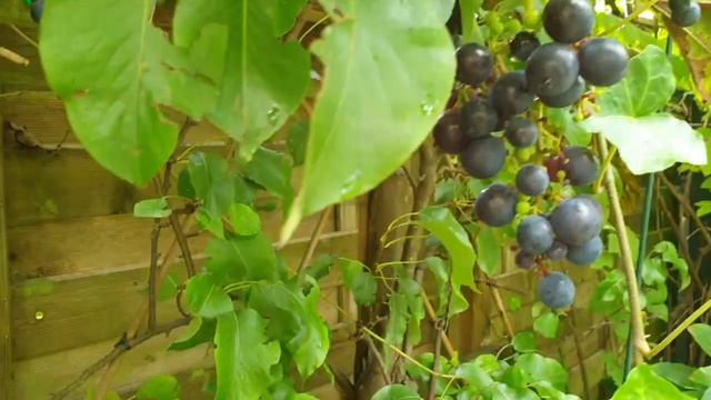 #Туча как #НЛО #Модные #букеты. Нас "атакуют" !??? смотреть онлайн