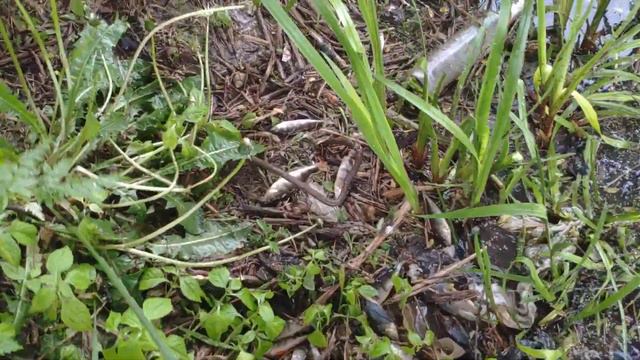 31.05.2020г. Московская область, р.Пахра. Очередной массовый мор рыбы. смотреть онлайн