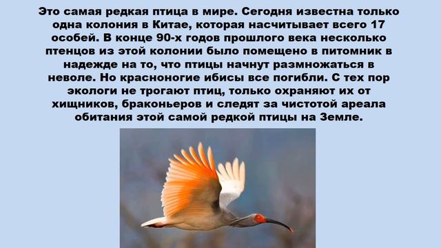 Редкие животные смотреть онлайн