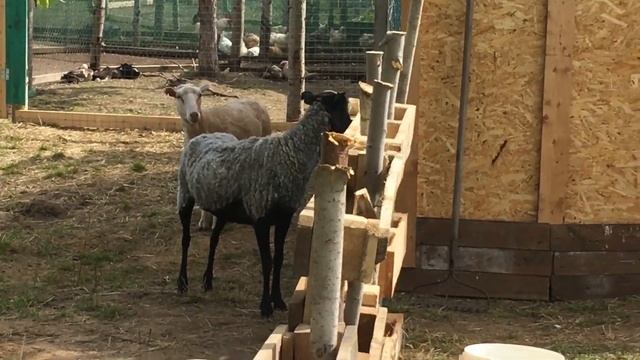 Гусята Линда 3 недели смотреть онлайн