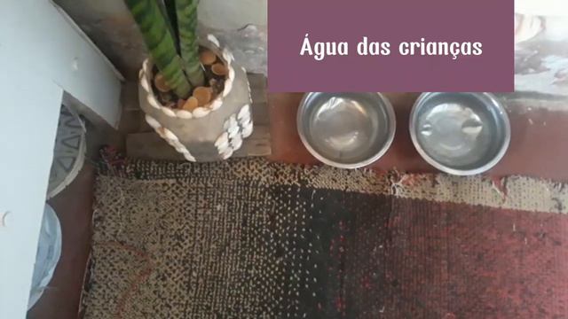 VLOG: ROTINA DE CASA COM QUINTAL, CACHORROS E PLANTAS (MORANDO SOZINHA COM ELES) смотреть онлайн