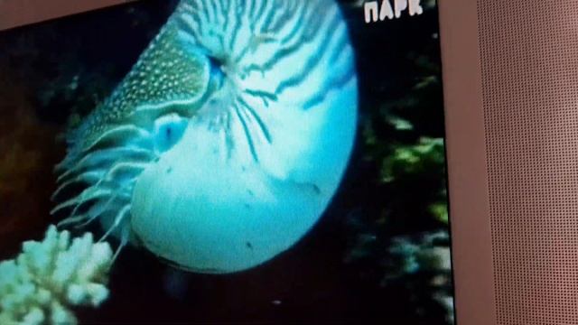 Наутилус - самое древнее животное на земле. 500 млн лет. смотреть онлайн