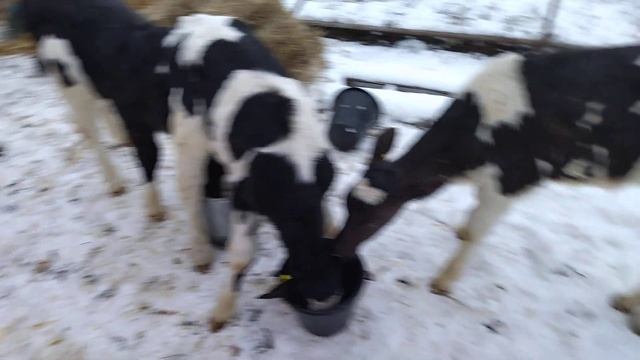 Бычки холмогоры 2 месячные смотреть онлайн