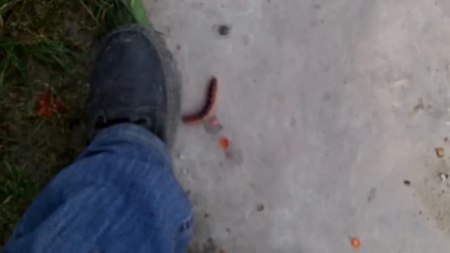 Древоточец пахучий или толстая гусеница смотреть онлайн