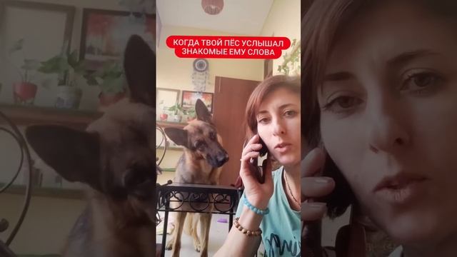 Авчарка услышала знакомые слова) смотреть онлайн