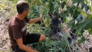 Виноград Рембо 2022г