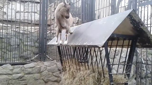 Зоопарк. Случай на крыше смотреть онлайн