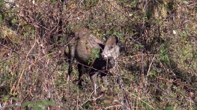 Takins and Tufted Deer at Tangjiahe National Reserve, Sichuan смотреть онлайн