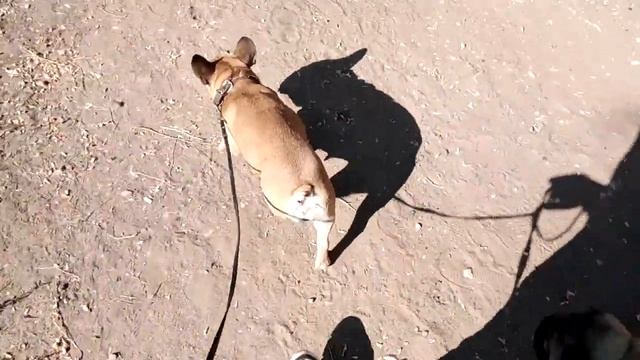 Французский Бульдог и Мопс против Масочного режима. смотреть онлайн