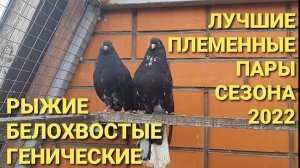 Рыжие генические белохвостые. Лучшие племенные пары сезона 2022.