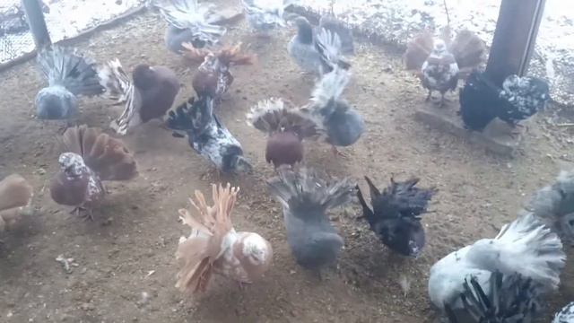 Голуби Павлины Продажа смотреть онлайн