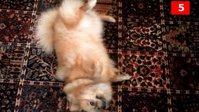 Top 10 Smallest Dog Breeds in the World - Dogs 101 смотреть онлайн