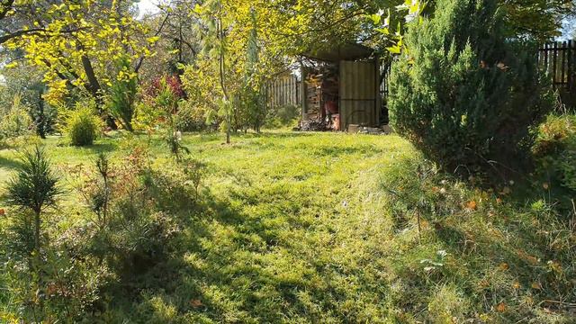 Декоративний сад з хвойними рослинами на дачі восени 2021 смотреть онлайн