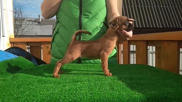 Щенок пти брабансона -рыжая девочка +79165120435