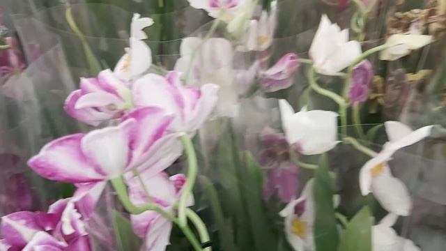 Леруа Мерлен ОРХИДЕИ от 285р/ есть уценки по 100р смотреть онлайн