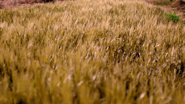 Инҷили Марқӯс, боби 4 | Евангелие от Марка на таджикском языке, глава 4