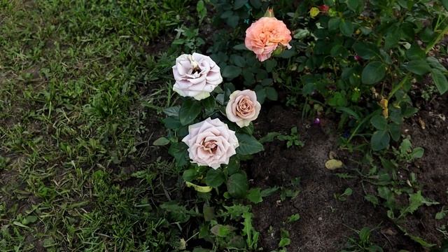 Rose Amnesia, как кофе под тонким слоем серебристой пудры - Роза Амнезия обзор цветения! смотреть онлайн